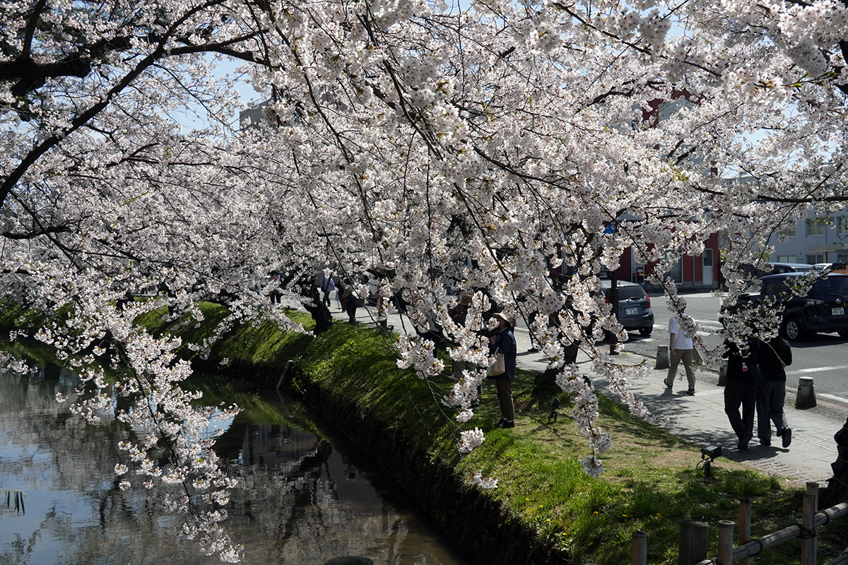 2026年4月17日、弘前公園外濠南側・市民会館口