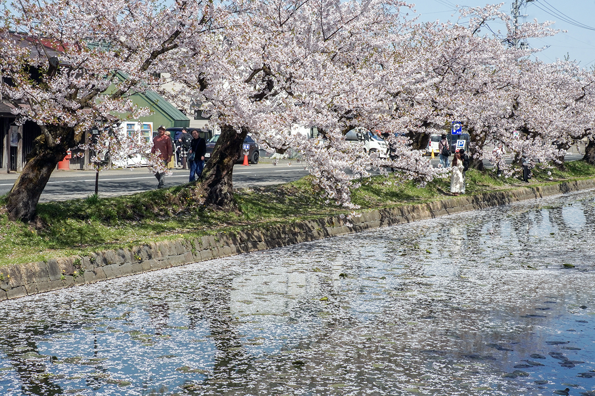 2026年4月20日、弘前公園外濠北側（亀の甲橋から）