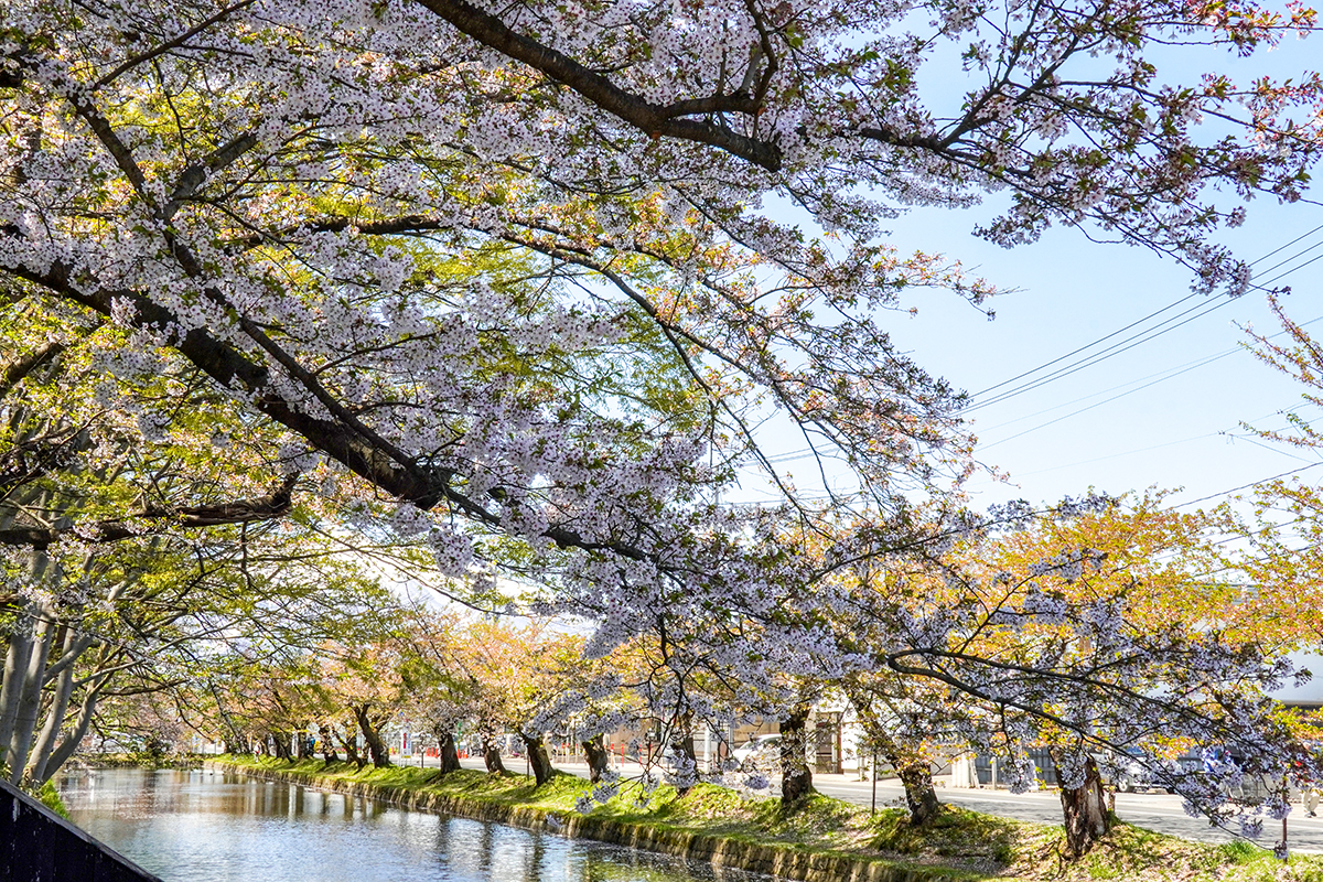 2026年4月24日、弘前公園外濠・北門口