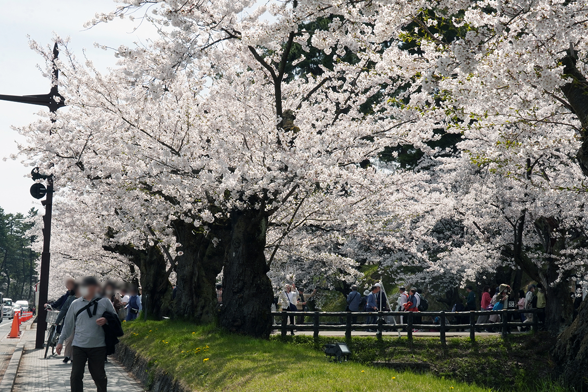 2026年4月17日、弘前公園外濠中央高校口