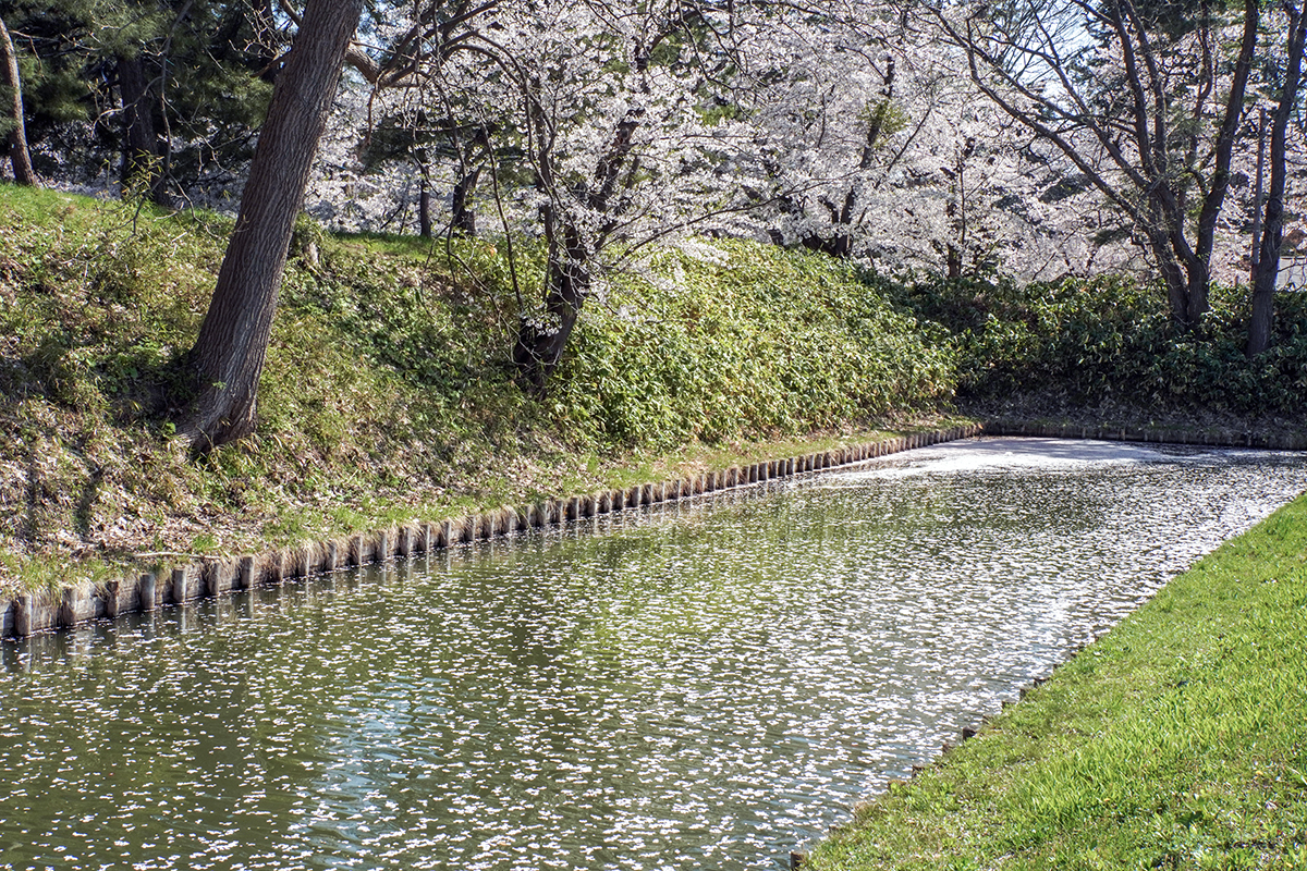 2026年4月20日、弘前公園外濠・一陽橋近く