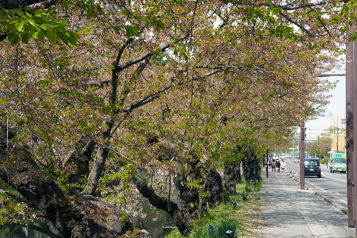 2026年4月23日、弘前公園外濠東側