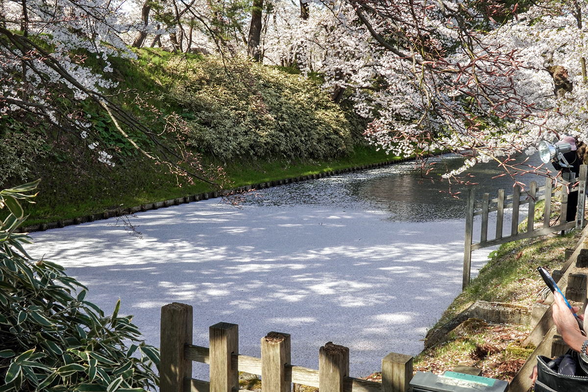 2026年4月20日、弘前公園外濠・東門口前の花筏