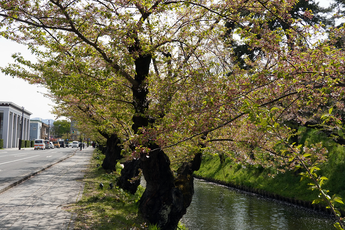 2026年4月23日、弘前公園外濠東側