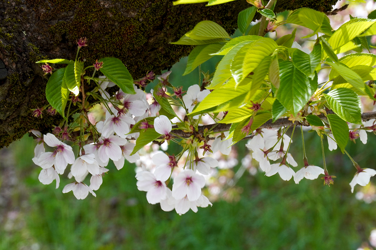 2026年4月23日、弘前公園外濠東側のソメイヨシノの花
