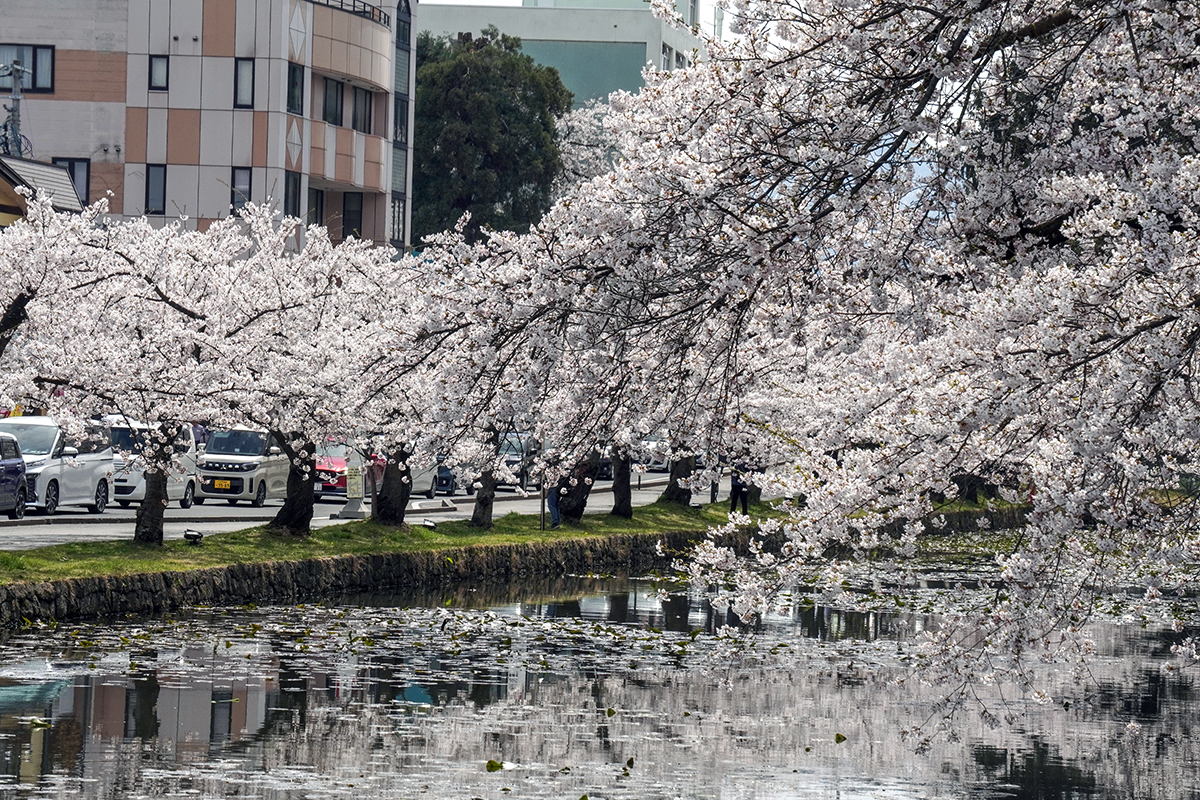 2026年4月17日、弘前公園外濠北側