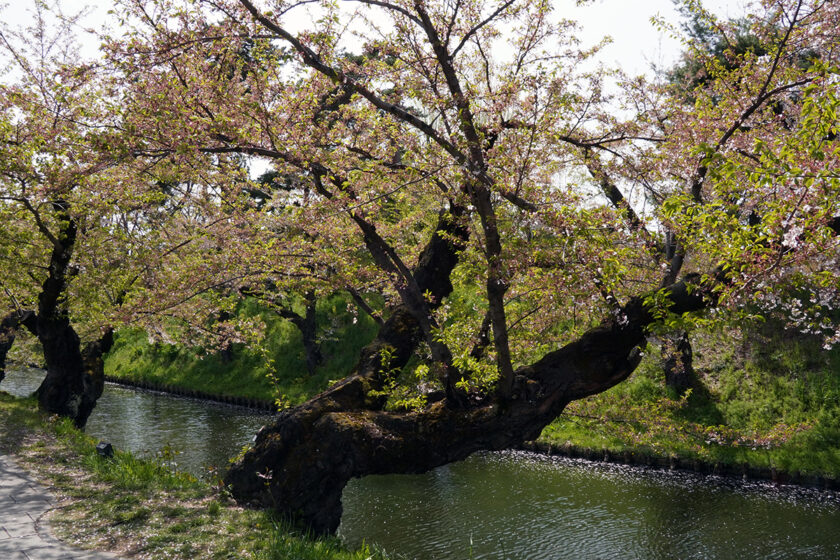 2026年4月23日、弘前公園外濠東側のソメイヨシノ