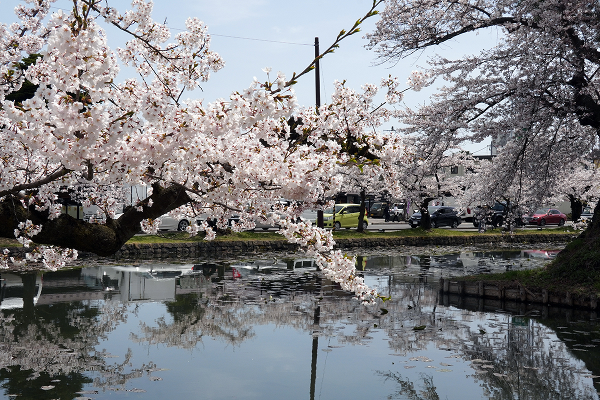 2026年4月17日、弘前公園外濠北側