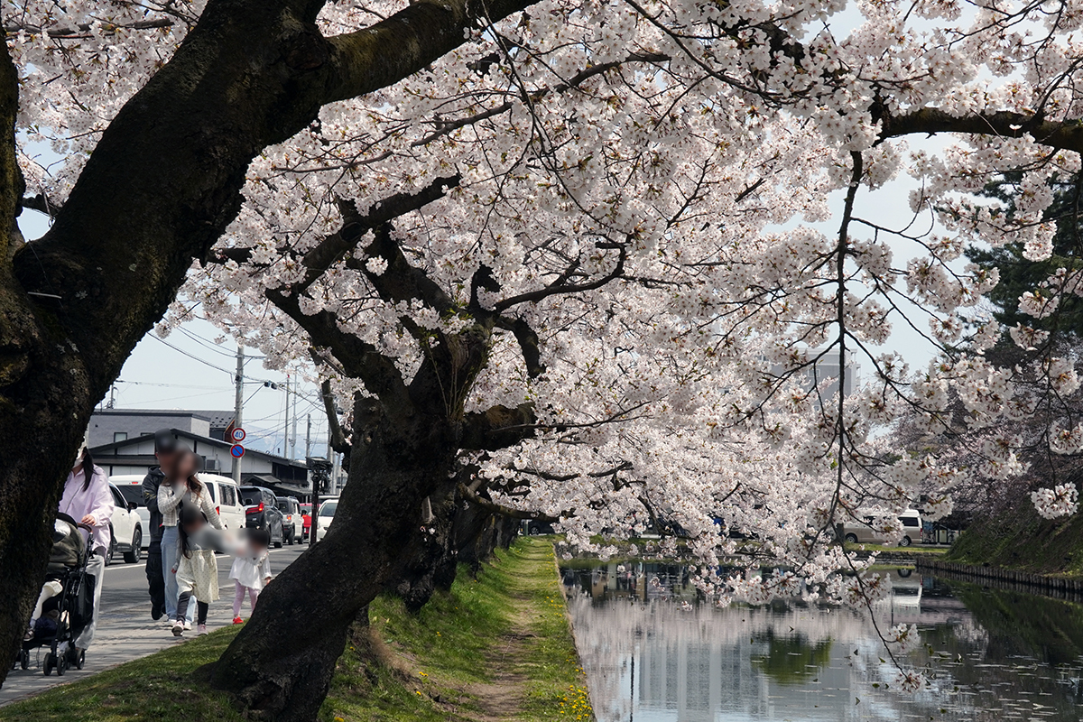 2026年4月17日、弘前公園外濠北側