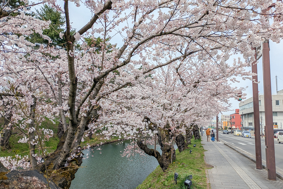 2026年4月15日、弘前公園外濠のソメイヨシノ