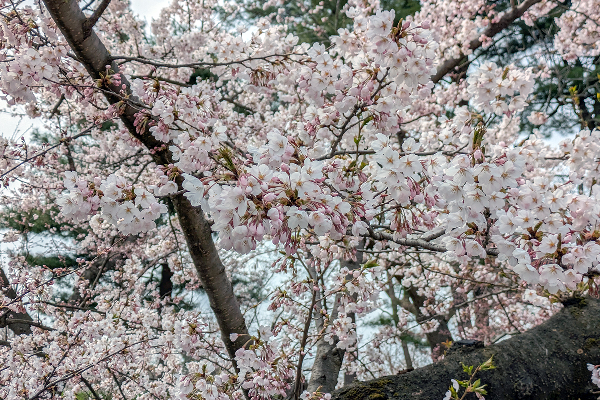 2026年4月15日、弘前公園外濠のソメイヨシノの花