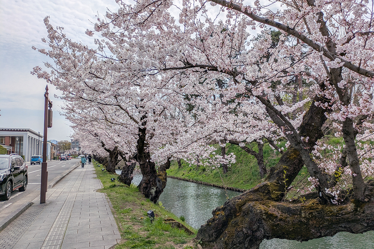 2026年4月15日、弘前公園外濠のソメイヨシノ並木