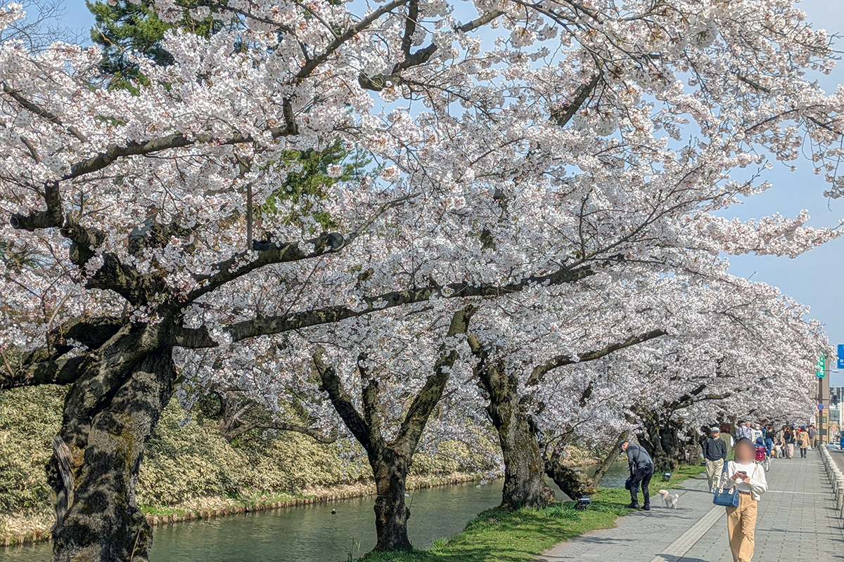 2026年4月15日、弘前公園外濠（追手門前）のソメイヨシノ