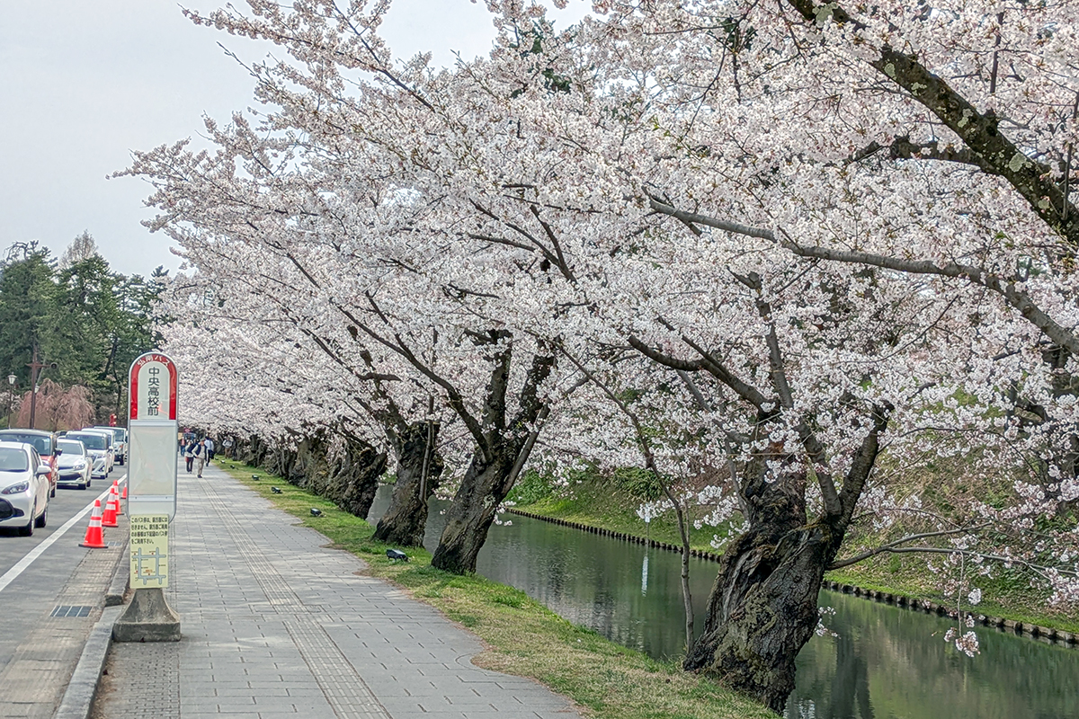2026年4月15日、弘前公園外濠（中央高校前バス停）のソメイヨシノ
