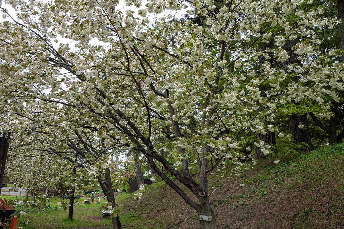 2026年5月1日、弘前公園二の丸・南内門近くの鬱金