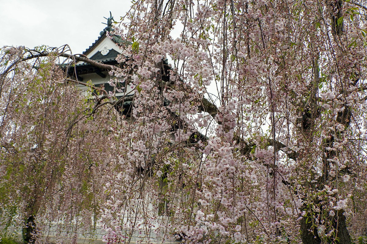 2026年5月1日、弘前公園本丸のヤエベニシダレ