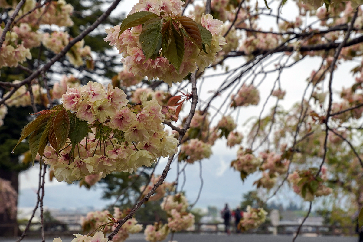 2026年5月1日、弘前公園本丸の鬱金