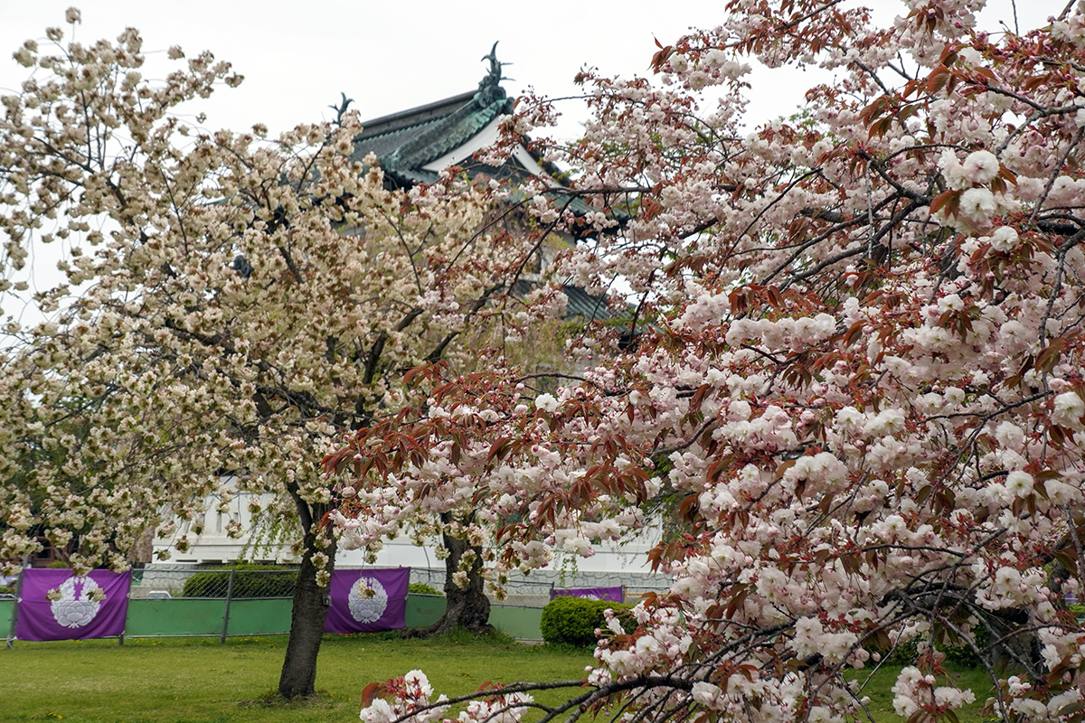 2026年5月1日、弘前公園本丸