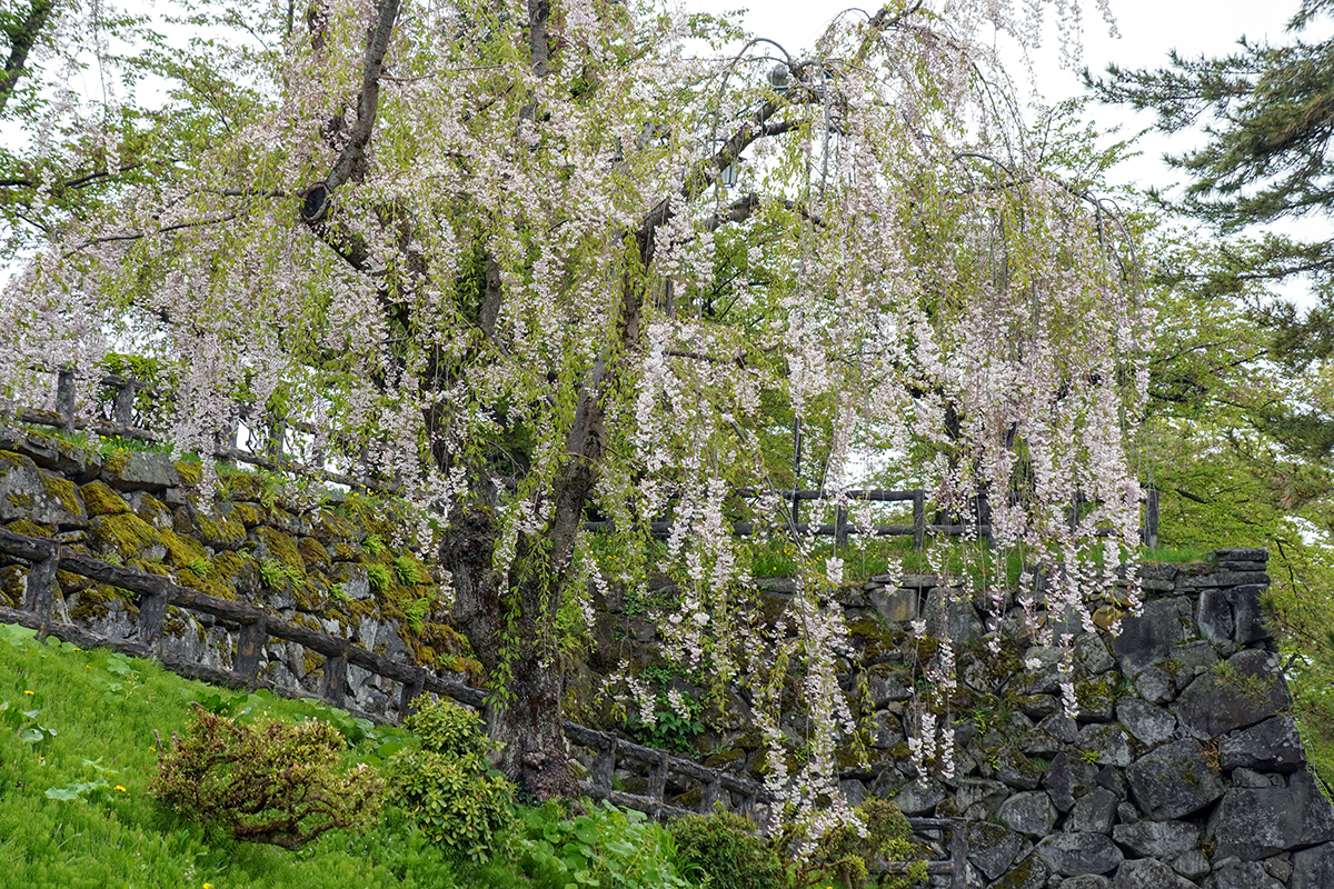 2026年5月1日、弘前公園本丸