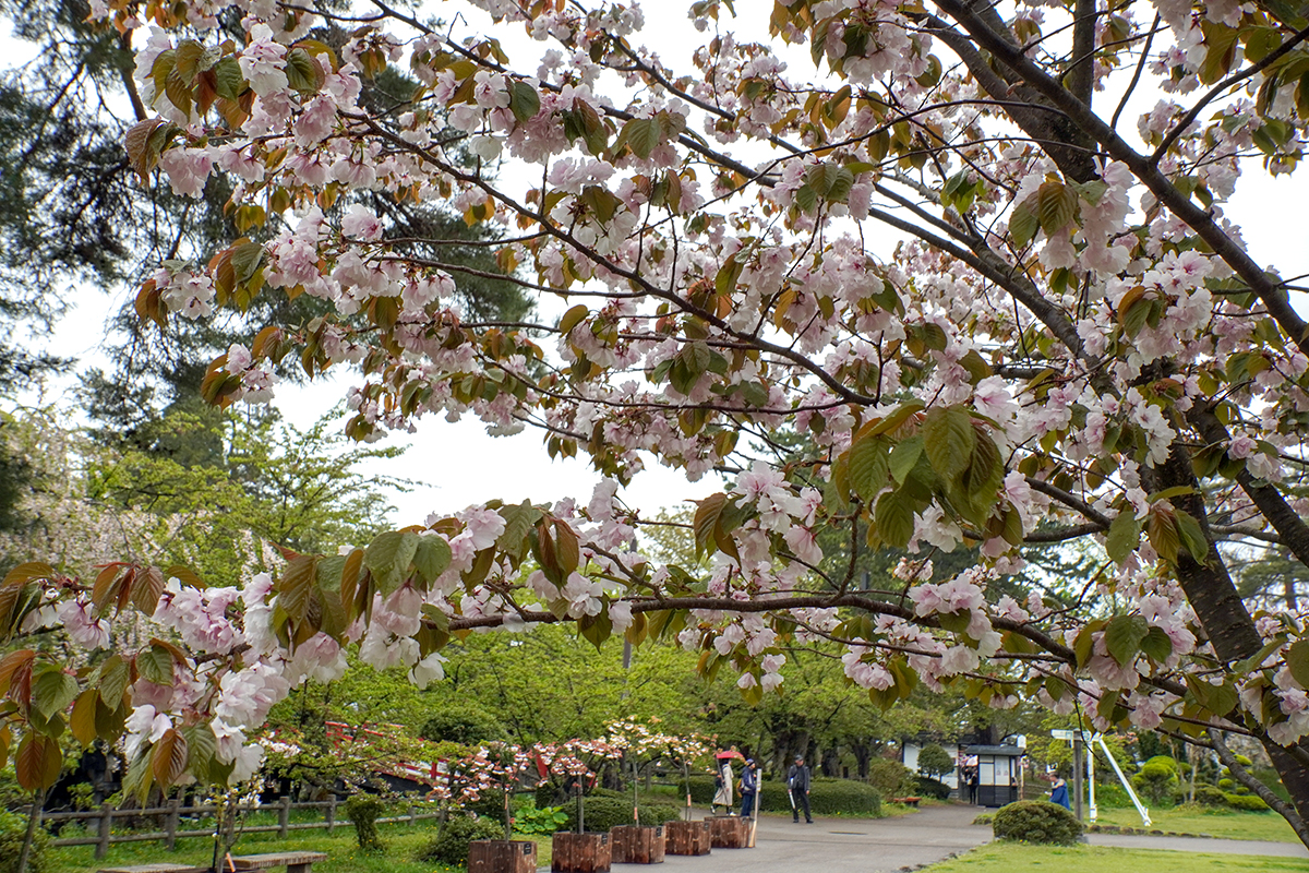 2026年5月1日、弘前公園・北の郭の弘前雪明かり