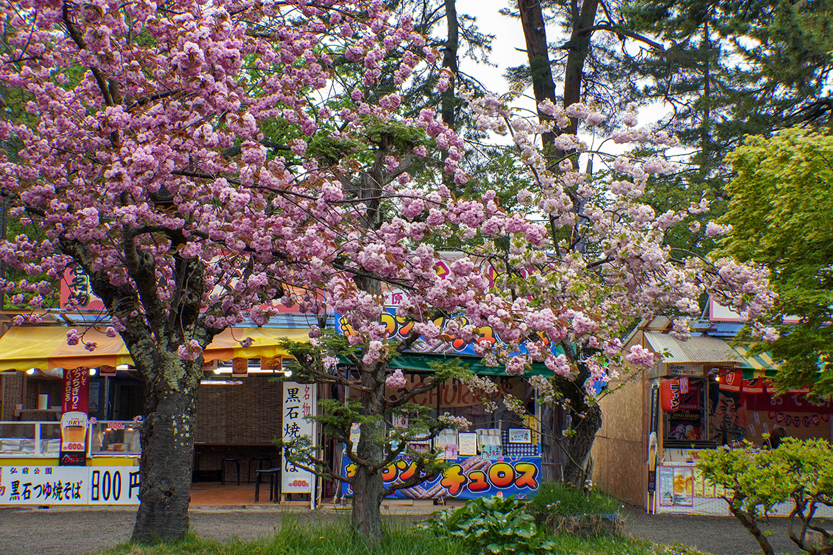 2026年5月1日、弘前公園・四の丸の関山と東錦