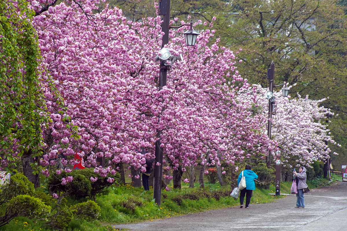 2026年5月1日、弘前公園二の丸・丑寅櫓あそび場近く