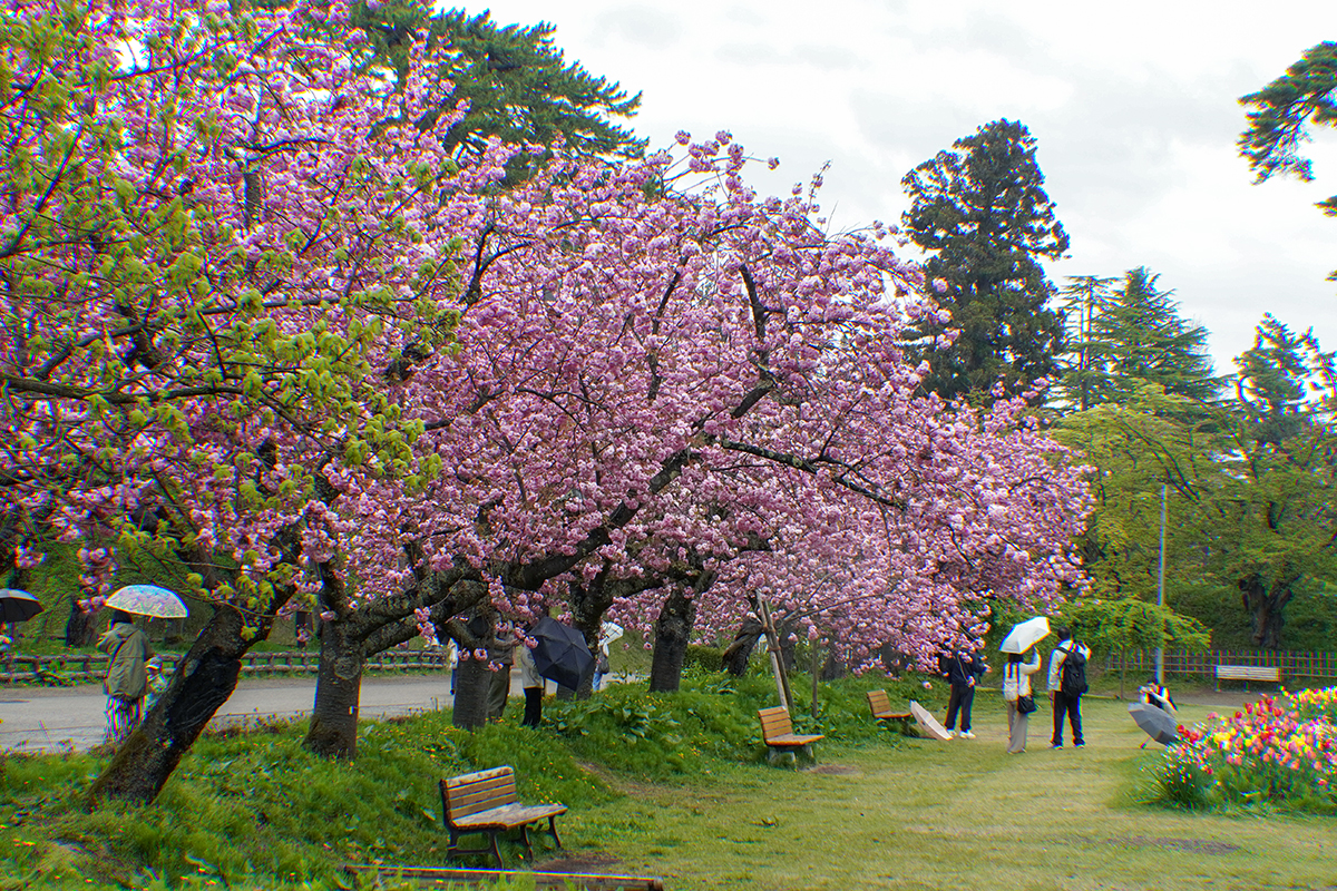 2026年5月1日、弘前公園二の丸・丑寅櫓あそび場