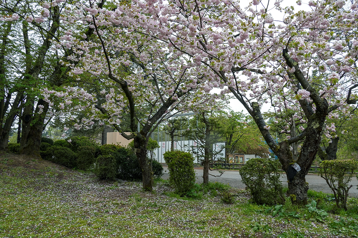 2026年5月1日、弘前公園二の丸・与力番所近く