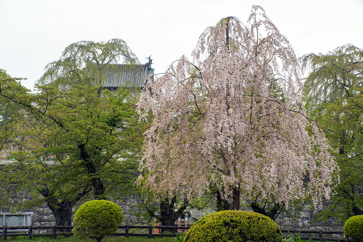 2026年5月1日、弘前公園二の丸・東内門近く