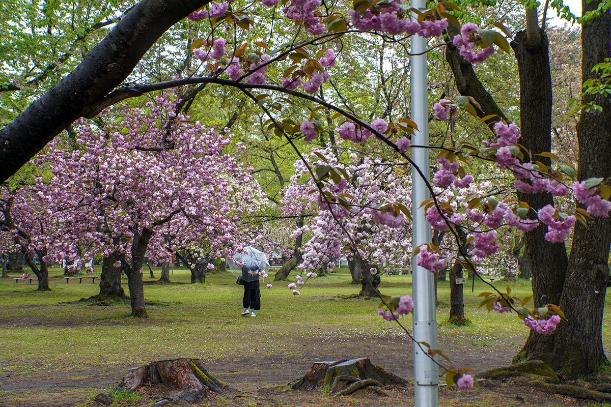 2026年5月1日、弘前公園・ピクニック広場
