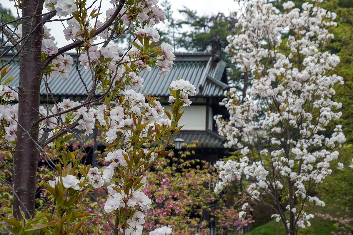 2026年5月1日、弘前公園・東門近くの天の川