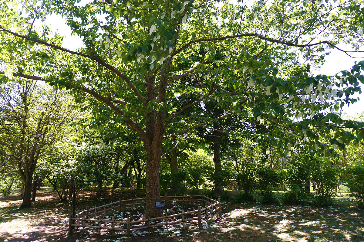 弘前城植物園　ハンカチツリー