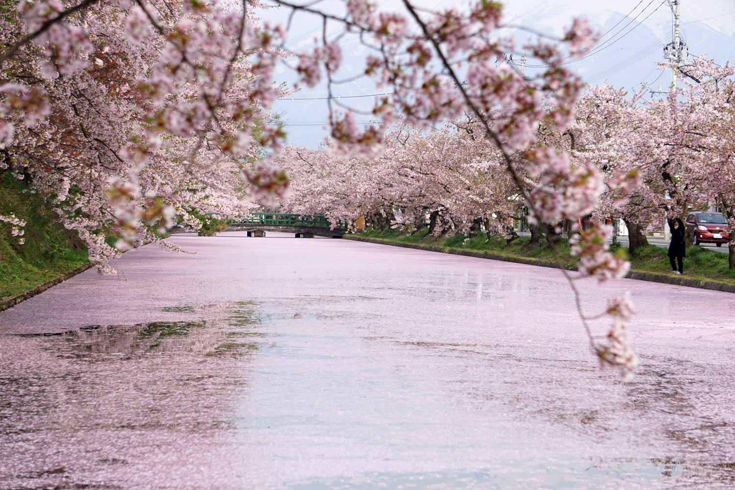 2020年　弘前公園　桜