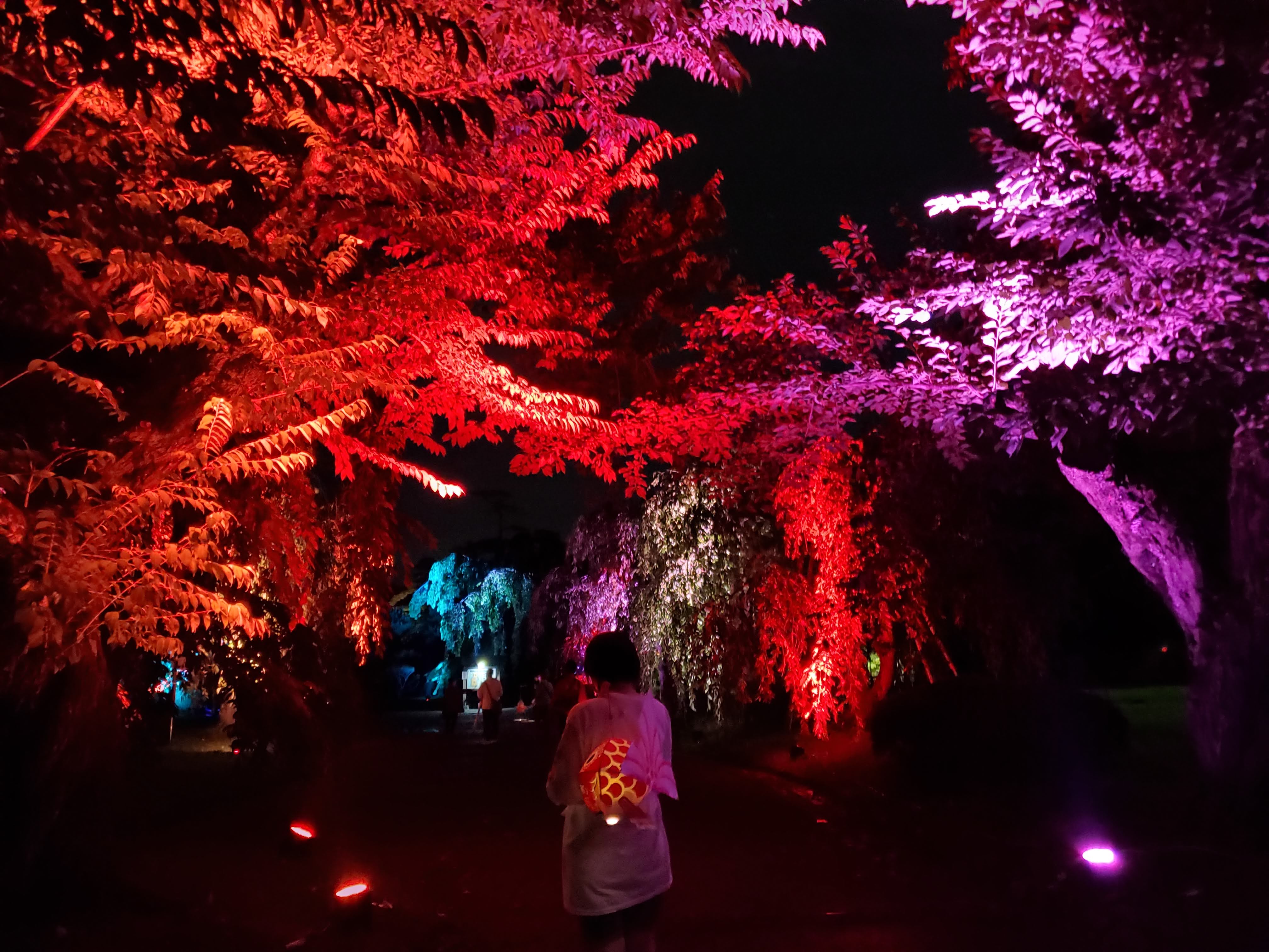弘前城×ネイキッド光の桜紅葉