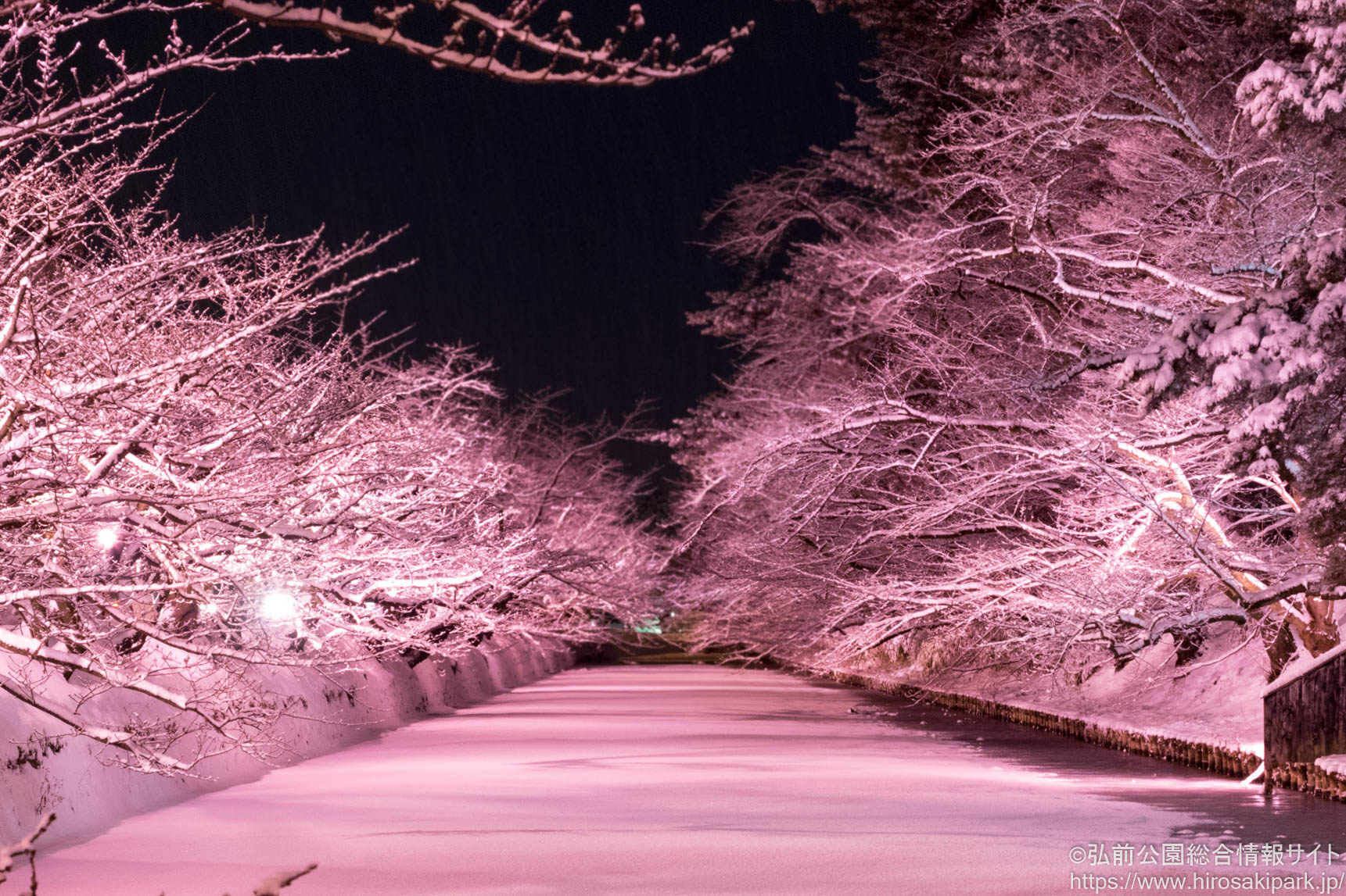 弘前公園　冬　桜